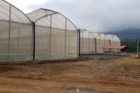 GREEN HOUSE – CEYLON FOLIAGE (PVT) LTD