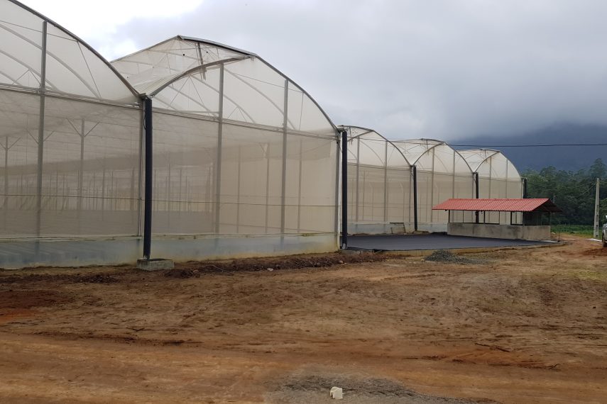 GREEN HOUSE – CEYLON FOLIAGE (PVT) LTD